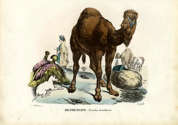 Dromedary, 1863-79